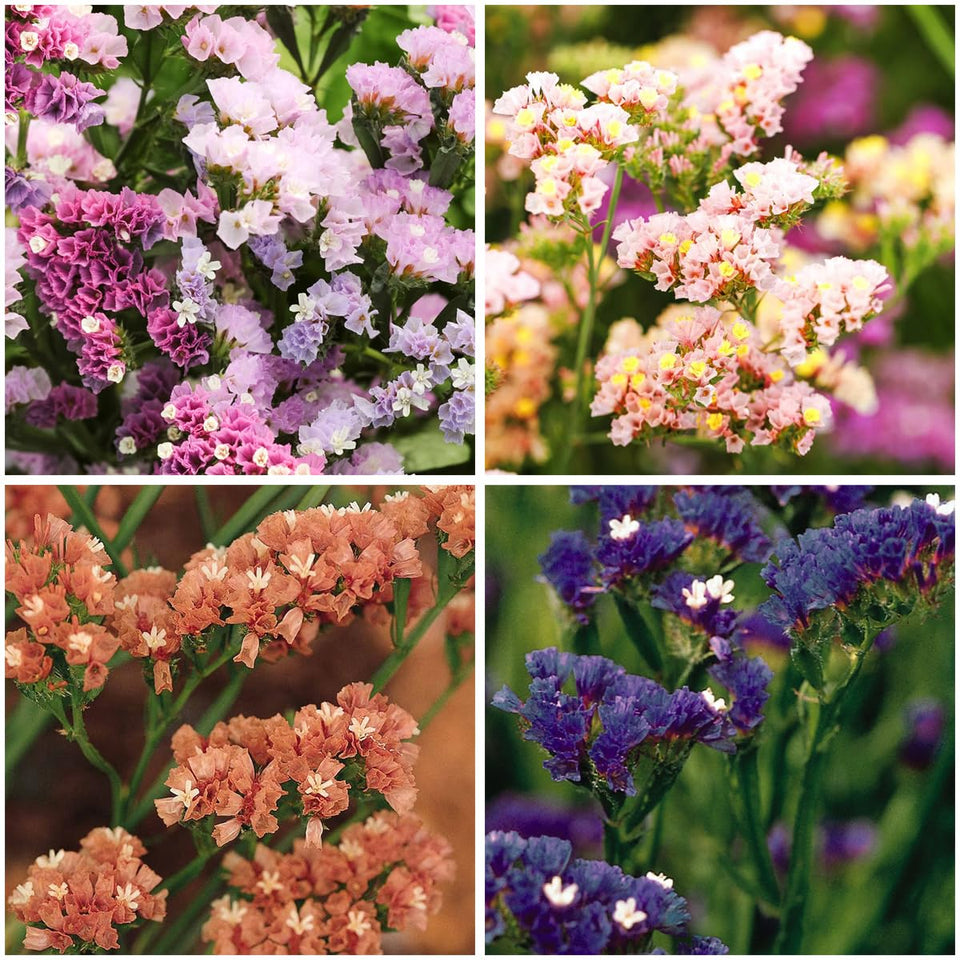 Mixrug statice pastel seeds ready for outdoor planting in sunny beds