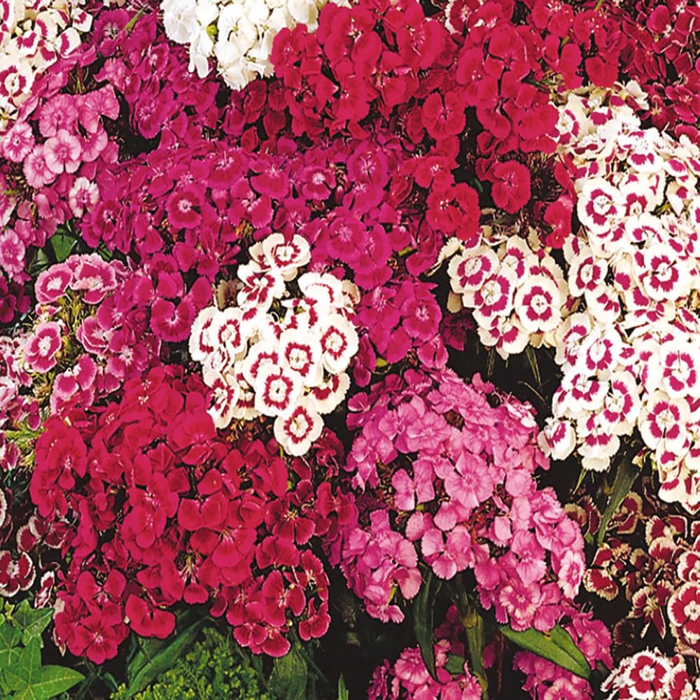 Mixrug sun-loving biennial ideal for borders and attracting pollinators.