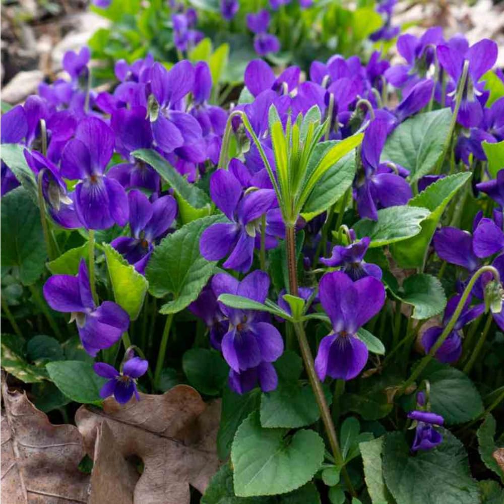 Mixrug sweet violet bloom fragrance in the garden inviting calm moments.