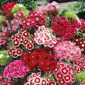 Mixrug Sweet William seeds forming bloom clusters for a sunny border.