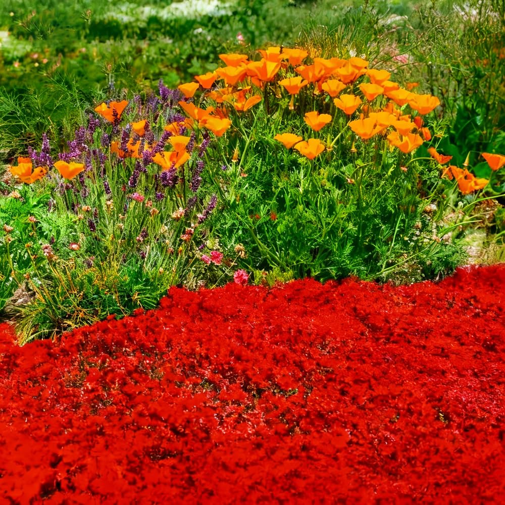 Mixrug thyme flowers boost garden biodiversity and pollinator-friendly spaces