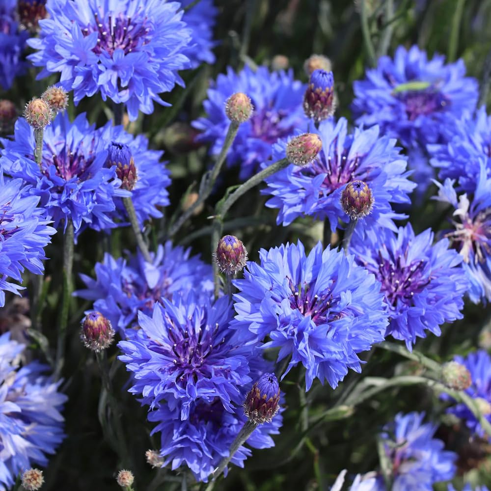 Mixrug true-blue-purple-pink-white cornflower mix for cottage garden charm