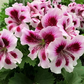 Mixrug geranium seeds suitable for zones 3-9 provide versatile spring-to-fall planting