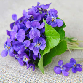 Mixrug viola thriving in pots and borders for versatile planting.