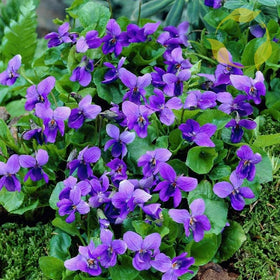 Mixrug viola seeds close-up ready for sowing in garden beds.