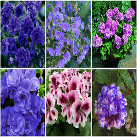 Mixrug violet double hardy geranium seeds poised for garden beds to attract pollinators