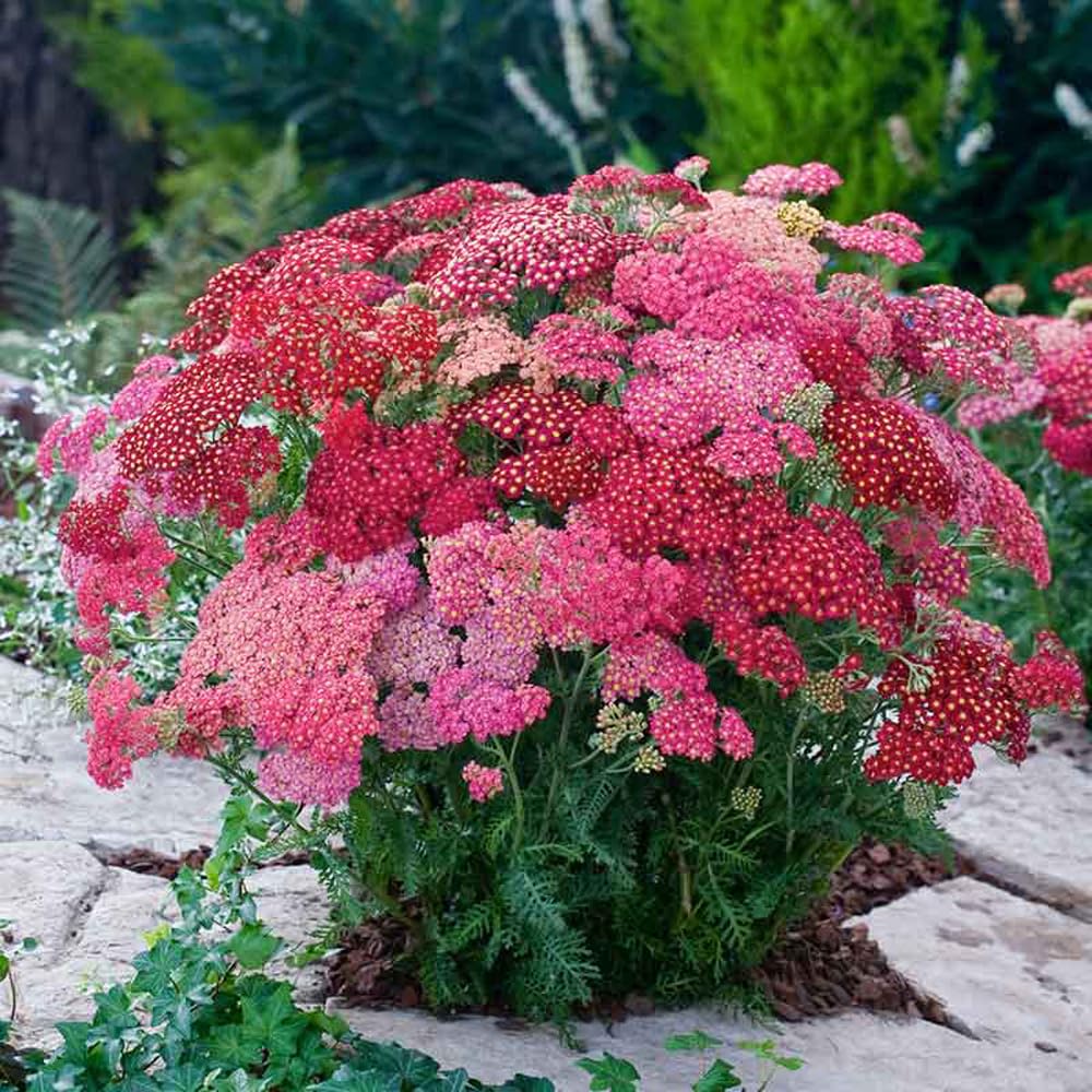 Mixrug Yarrow Pastels seeds add soft pastel blooms to borders