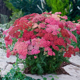 Mixrug Yarrow Pastels seeds add soft pastel blooms to borders