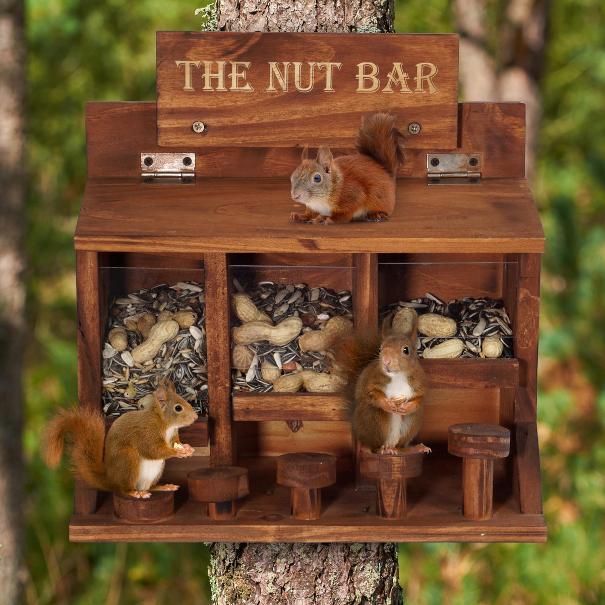 Mixumon Squirrel Feeder with three seed compartments for varied seeds.