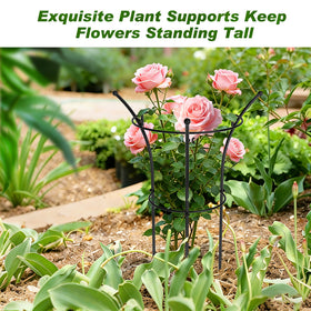 MJZ peony cages rose plant image demonstrates sturdy growth with wind resistance