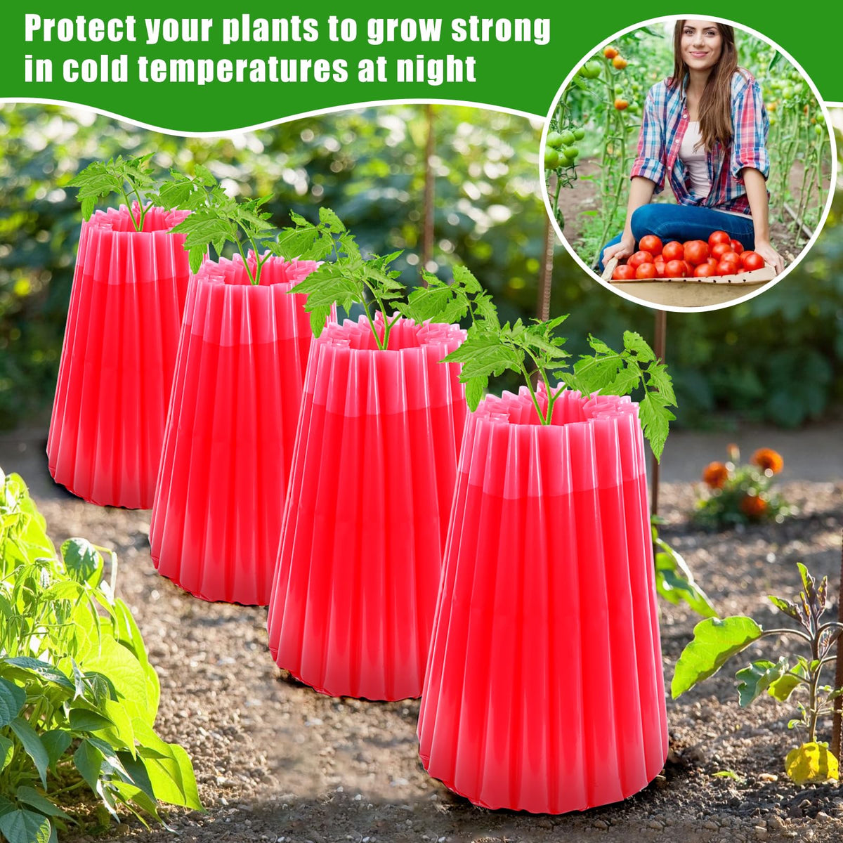 MJZ Walls of Water versatile for tomatoes, cucumbers, peppers and berries in garden beds.