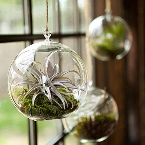 Mkono air plant terrarium with moss for a fresh accent