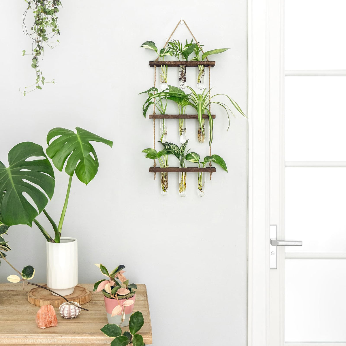 Glass test tubes showcased in Mkono display for clear cuttings and hydroponics.