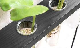 Mkono glass test tubes offering clear view of roots and growth