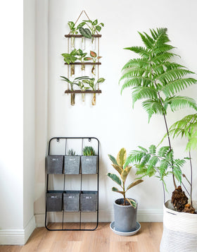Hydroponic cuttings displayed attractively for home or office decor.