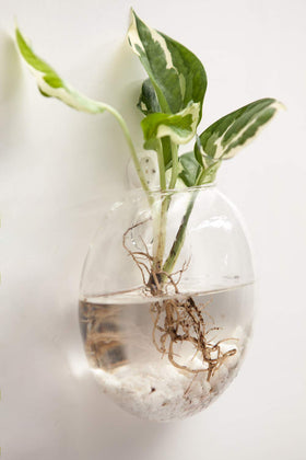Mkono hydroponics terrarium displays vibrant plants in a modern space