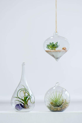 Mkono orb globe terrarium hanging adds a sleek focal point