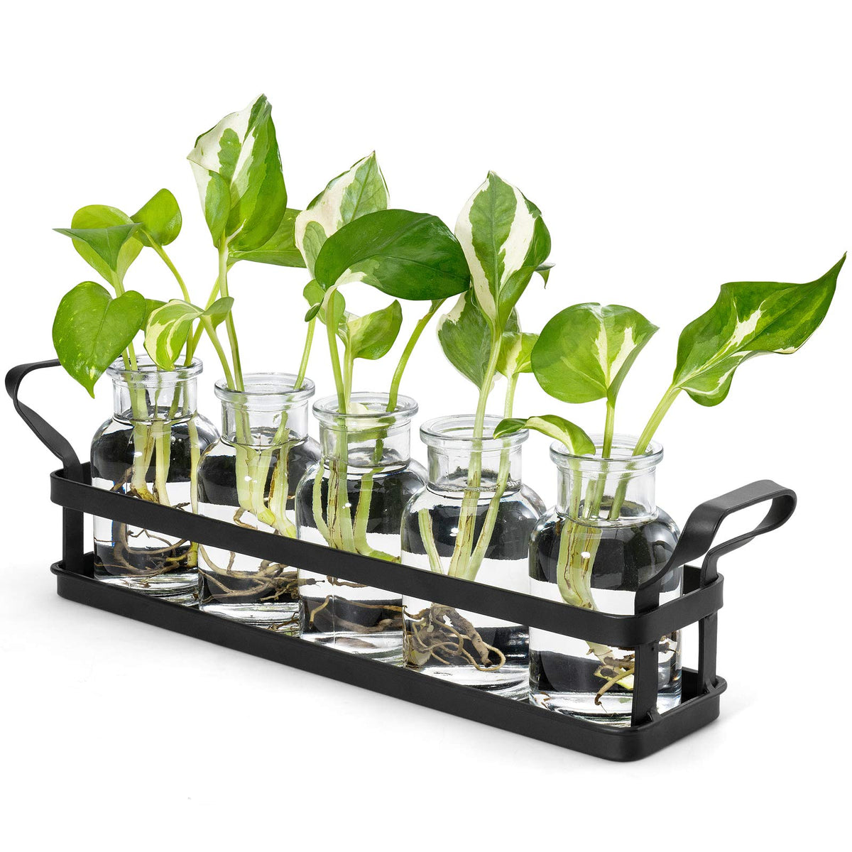Mkono propagation stations on metal stand with five glass bottles for root observation.