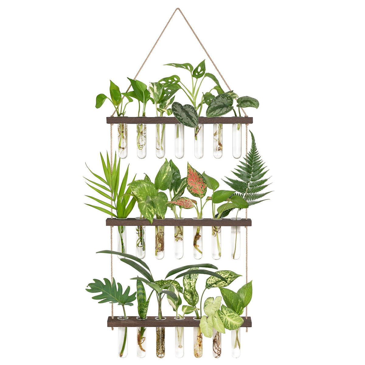 Mkono propagation tubes on wooden stand showing clear roots