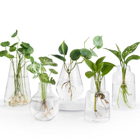 Mkono propagation vases collection setup showing varied shapes for elegant hydroponic displays.