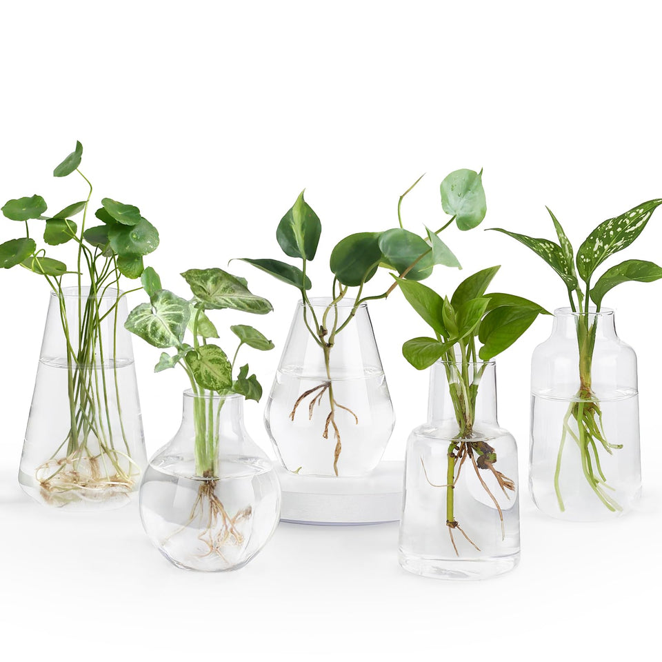 Mkono propagation vases collection setup showing varied shapes for elegant hydroponic displays.