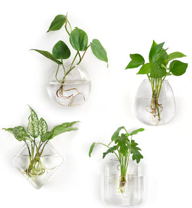Mkono propagation wall hanging terrarium oblate, clear roots visible for observation.
