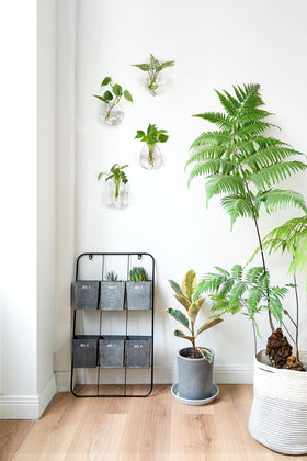 Mkono propagation wall hanging terrarium square, elegant wall planter for hydroponics.