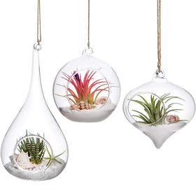 Mkono teardrop terrarium hanging with air plants for modern decor