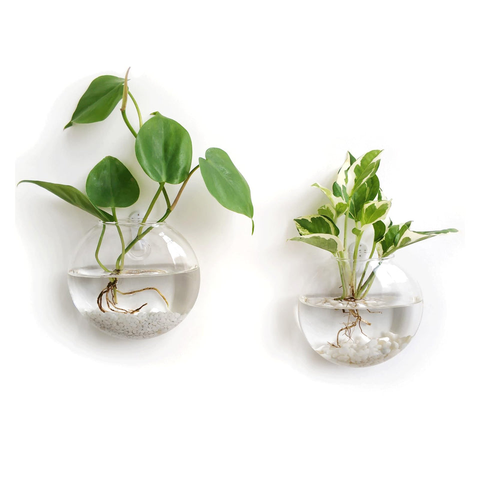 Mkono wall-hanging glass terrarium oval 2-pack enhances wall decor with hanging plants