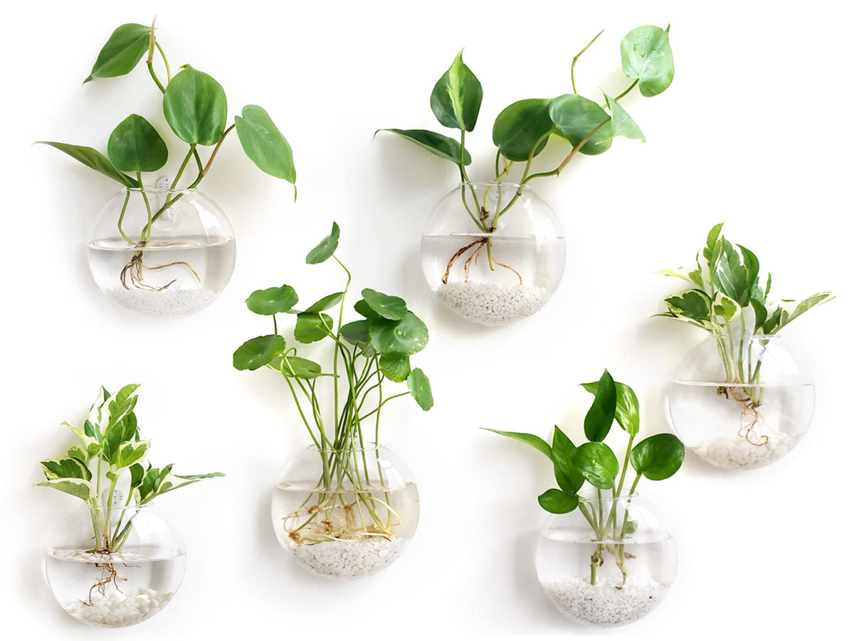 Mkono wall-hanging glass terrarium set 6 for stylish hydroponics display and decor