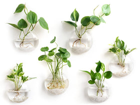 Mkono wall-hanging glass terrarium set 6 for stylish hydroponics display and decor
