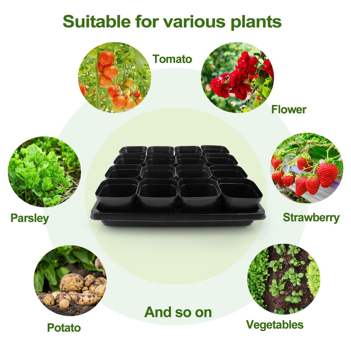 Mlhezy seed-start-kit bundles cups and trays for convenient propagation.