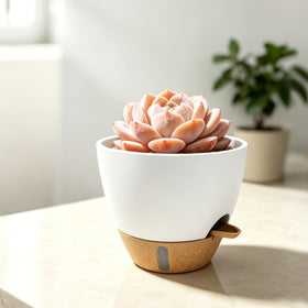 MNKXL 8-inch pot housing succulents on a desk