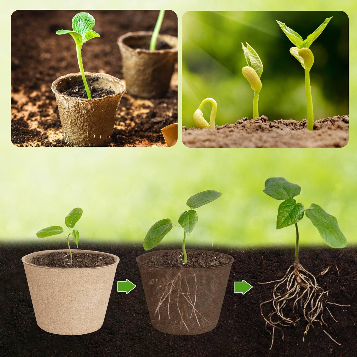 ModaSin 4-inch top diameter seedling pots for early germination