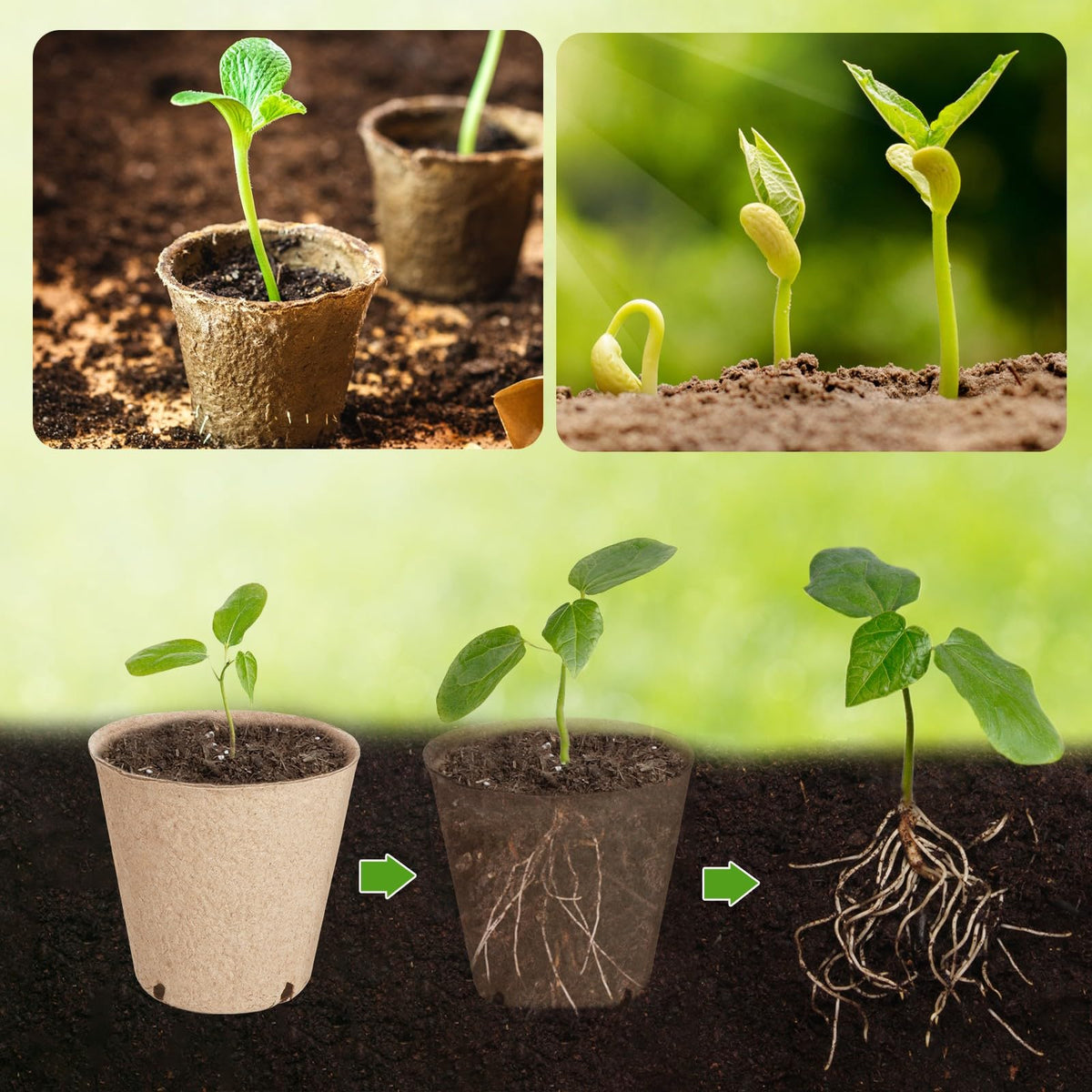 ModaSin seedling pots with four drainage holes support root airflow.