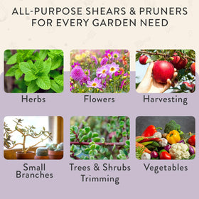 Modern Sprout shears snip herbs for precise cuts.