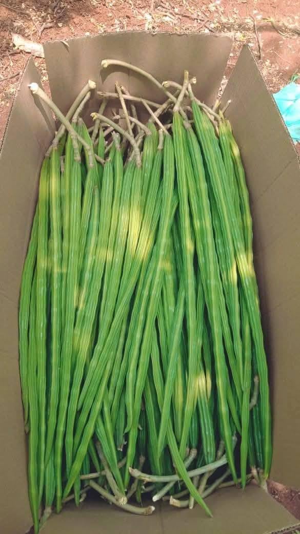 MOGO moringa seeds 8-10 day germination window with proper care