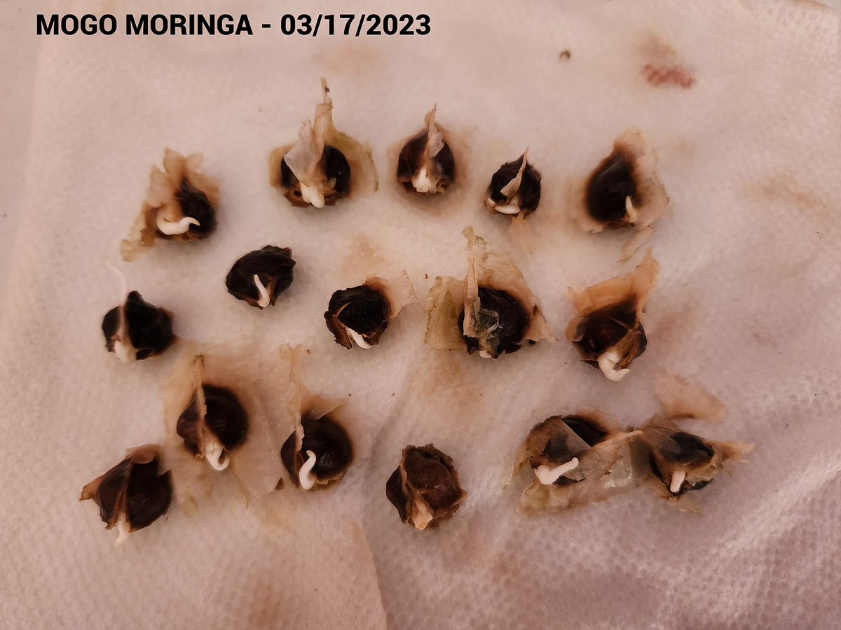 MOGO moringa seeds in a deep pot ready to grow a tree