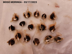 MOGO moringa seeds in a deep pot ready to grow a tree