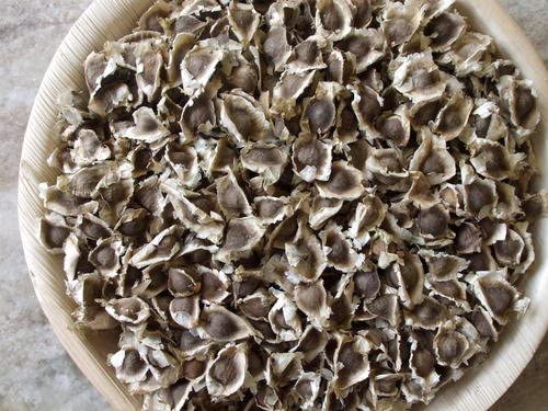 MOGO moringa seeds germination guarantee and quality promise