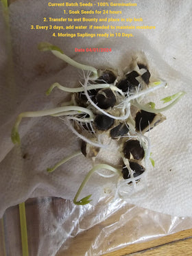 MOGO moringa seeds planted at three-quarter inch depth below soil