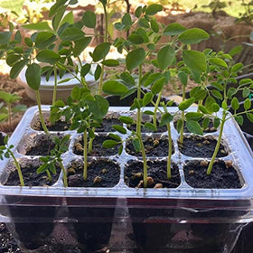 MOGO moringa seeds with ruffled extremity shoot ready for sun exposure