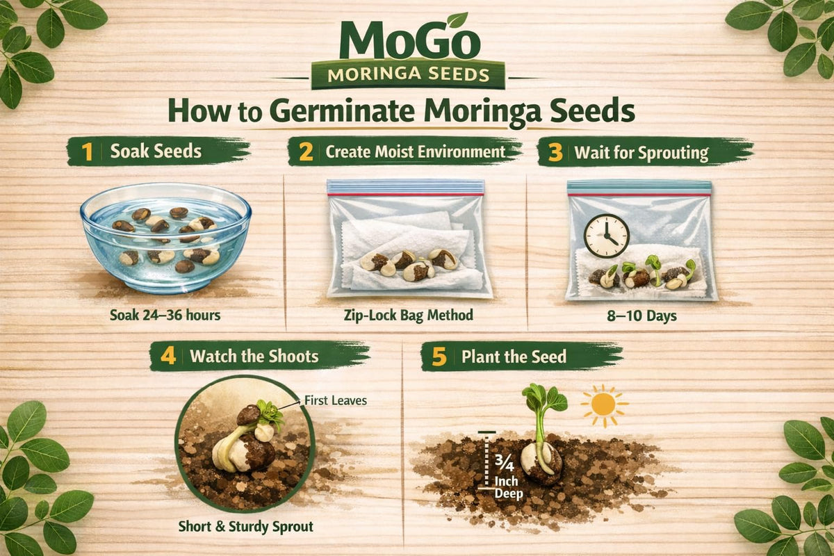MOGO moringa seeds soaking 24-36 hours for faster germination
