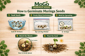 MOGO moringa seeds soaking 24-36 hours for faster germination