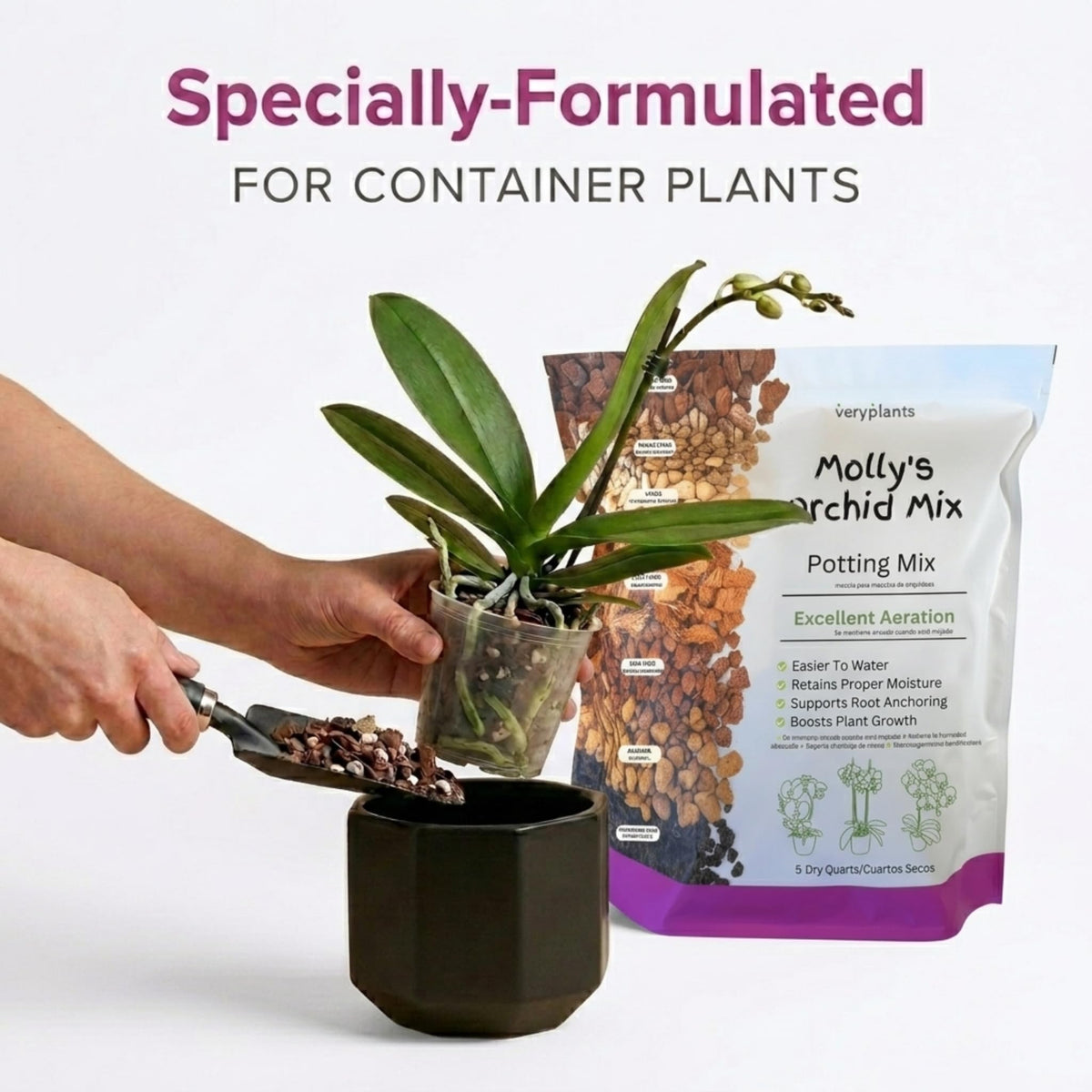 Myracorrhizal benefits in Molly's mix aid nutrient uptake for orchids.