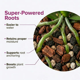Molly's mix contains bark and akadama for structure and moisture control.