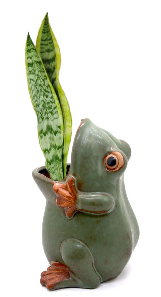 MONMOB frog pot with succulent display, charming bonsai companion.