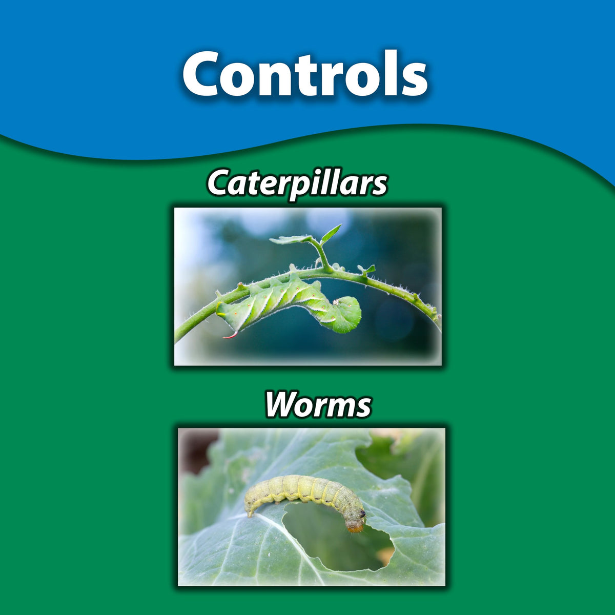 Measuring spoon in use with Monterey BT for precise dosing.