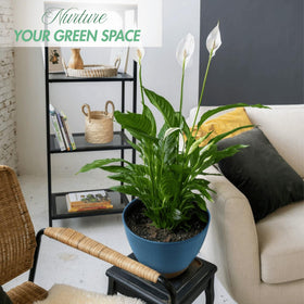 Montresor 10 inch self-watering pot shows moisture at a glance for healthy indoor plants.