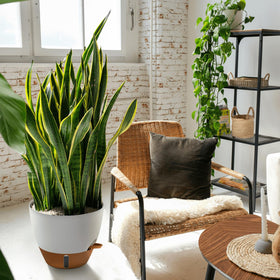 Montresor 12-inch pot placed in a living room with fiddle leaf fig